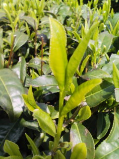 �e�l�`���b�s�[ �c�i����