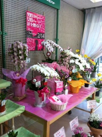 �e�l�`���b�s�[ �c�i����