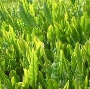 �e�l�`���b�s�[ �c�i����