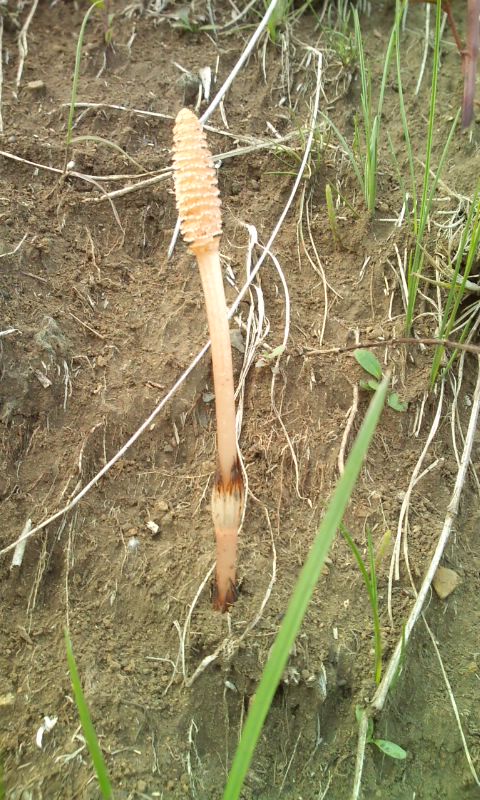 �e�l�`���b�s�[ �c�i����