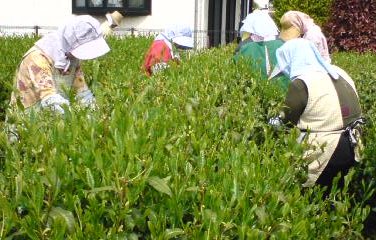 �e�l�`���b�s�[ �c�i����