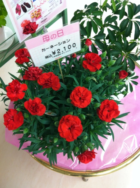 �e�l�`���b�s�[ �c�i����