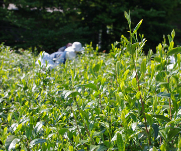 �e�l�`���b�s�[ �c�i����