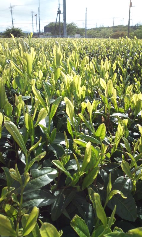 �e�l�`���b�s�[ �c�i����