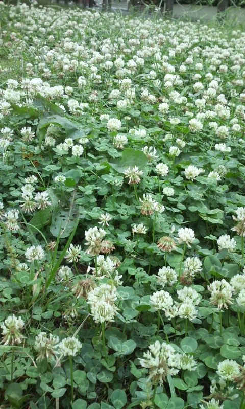 �e�l�`���b�s�[ �c�i����