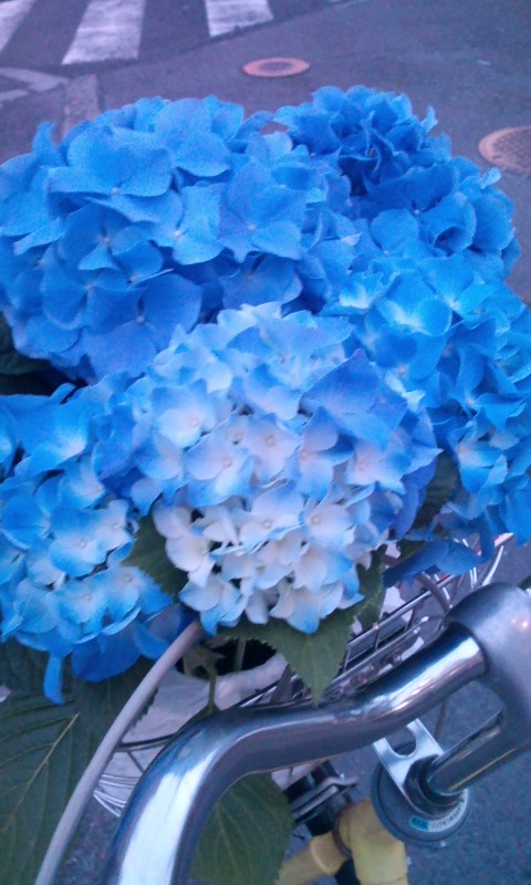 �e�l�`���b�s�[ �c�i����