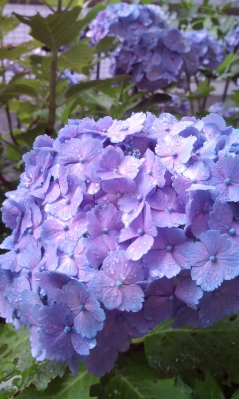 �e�l�`���b�s�[ �c�i����