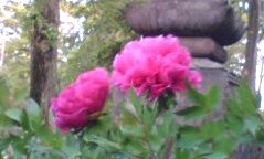 �e�l�`���b�s�[ �c�i����