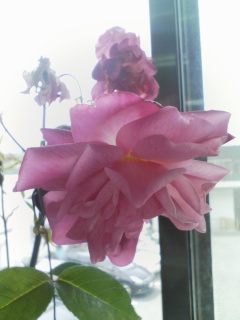 �e�l�`���b�s�[ �c�i����