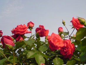 �e�l�`���b�s�[ �c�i����