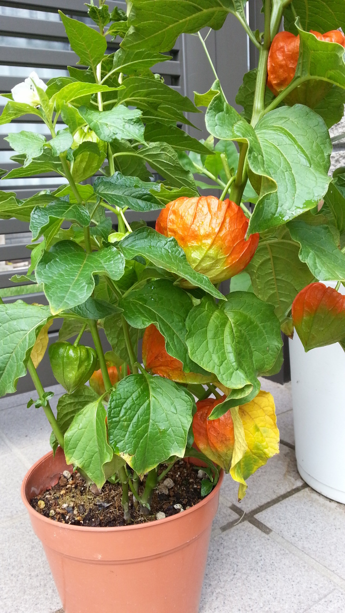 �e�l�`���b�s�[ �c�i����