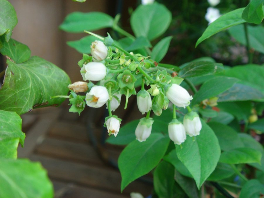 �e�l�`���b�s�[ �c�i����