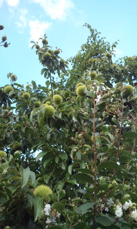 �e�l�`���b�s�[ �c�i����