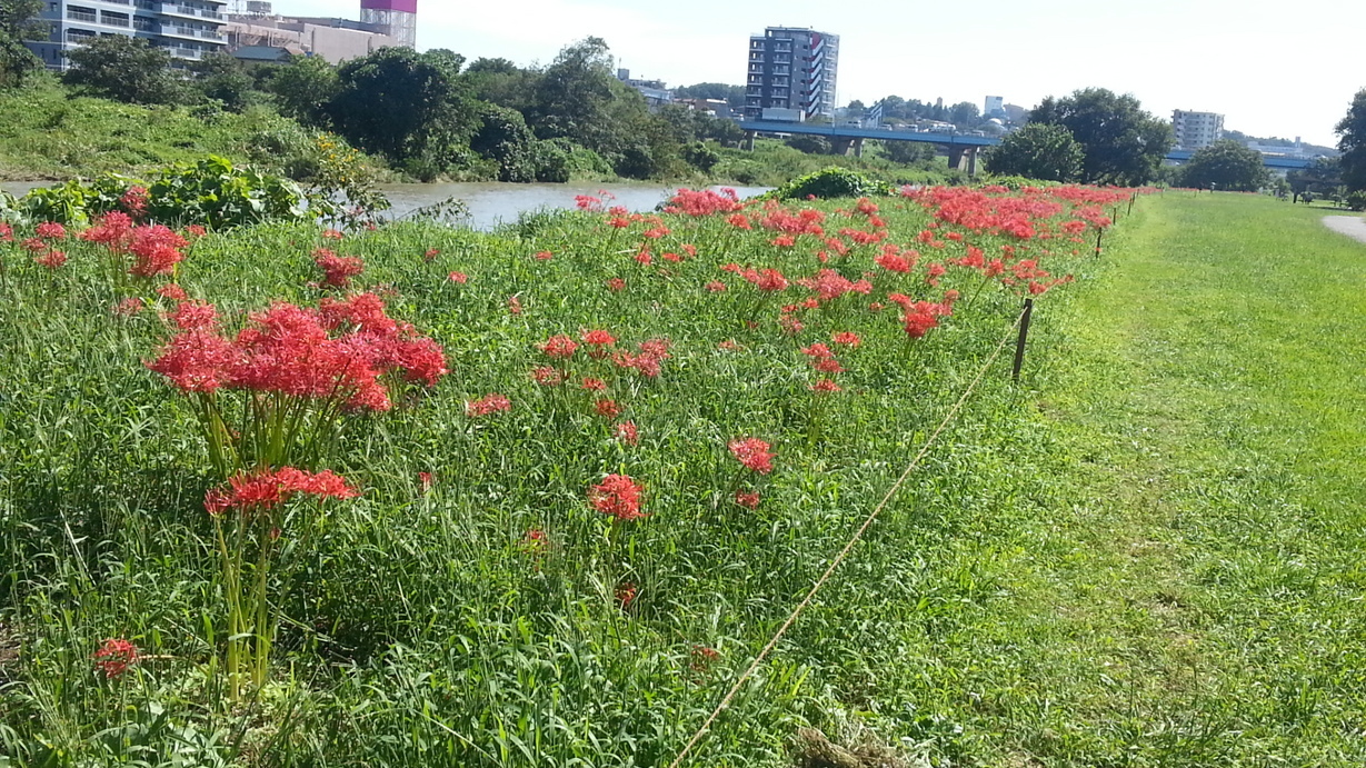 �e�l�`���b�s�[ �c�i����