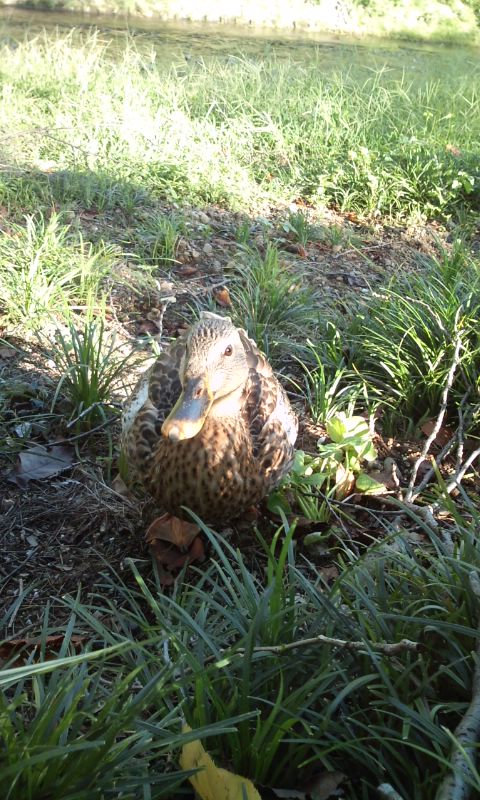 �e�l�`���b�s�[ �c�i����