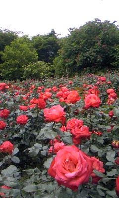 �e�l�`���b�s�[ �c�i����