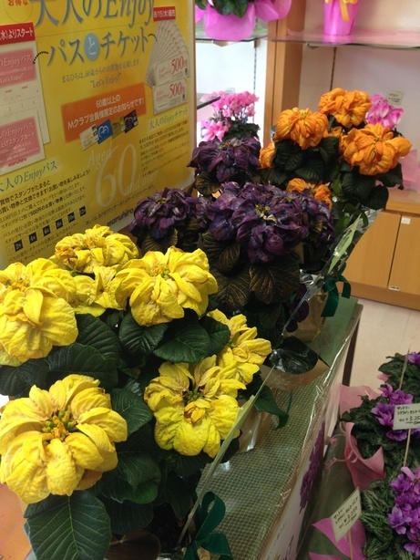 �e�l�`���b�s�[ �c�i����