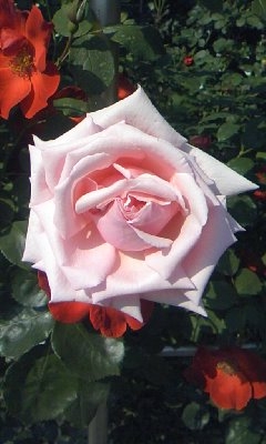 �e�l�`���b�s�[ �c�i����