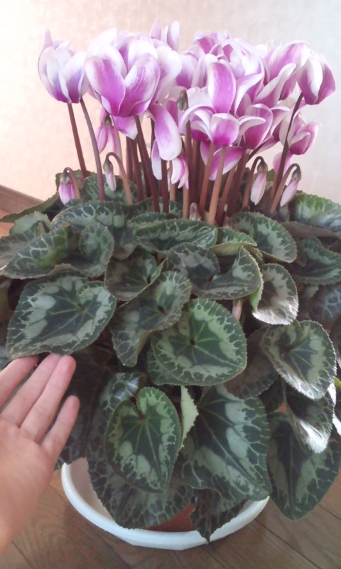 �e�l�`���b�s�[ �c�i����