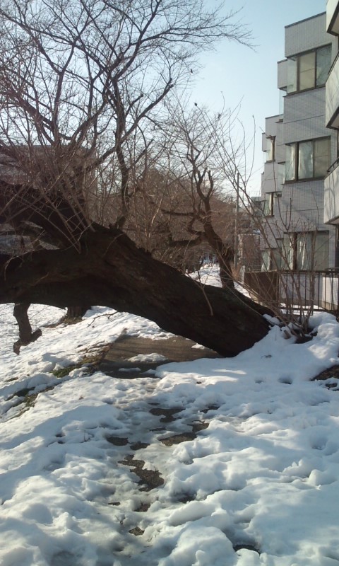 �e�l�`���b�s�[ �c�i����