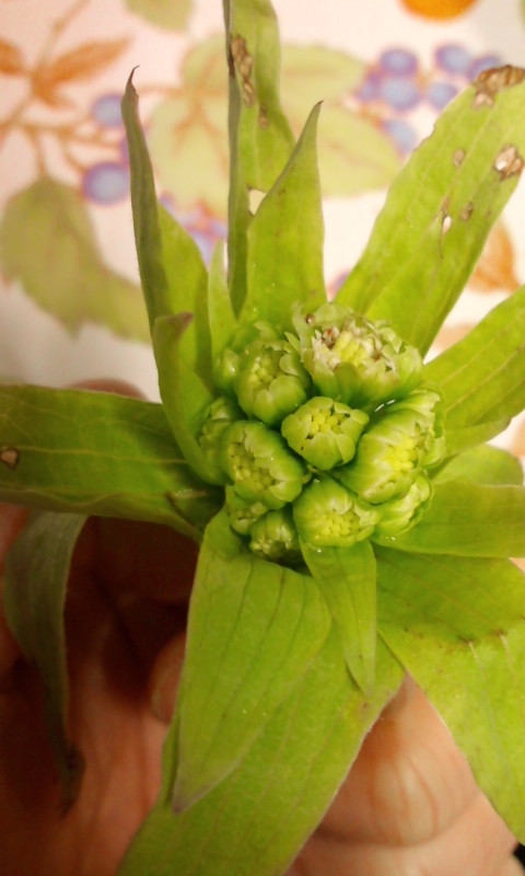 �e�l�`���b�s�[ �c�i����