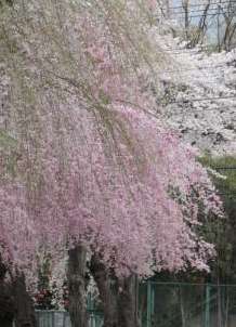 �e�l�`���b�s�[ �c�i����