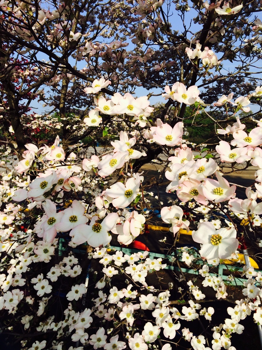 �e�l�`���b�s�[ �c�i����