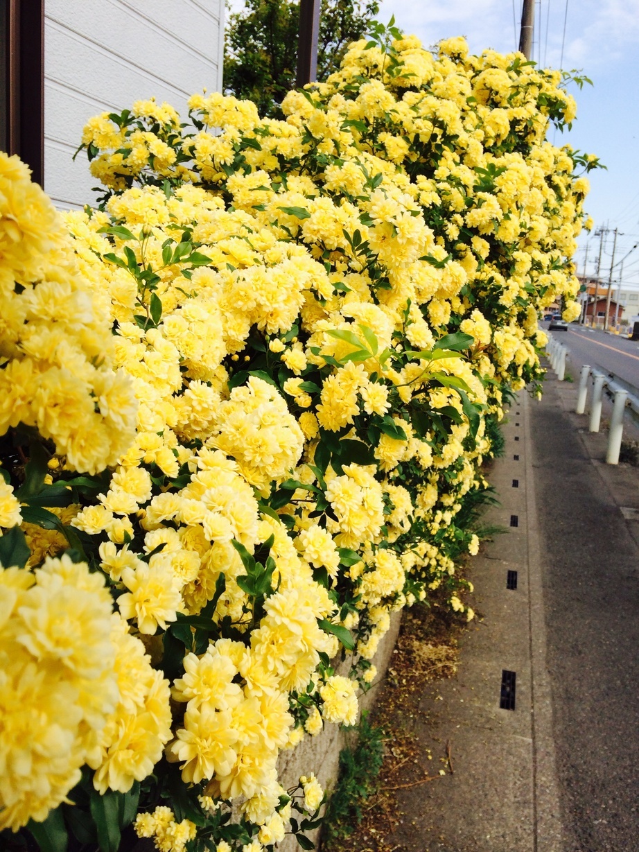 �e�l�`���b�s�[ �c�i����