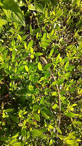 �e�l�`���b�s�[ �c�i����