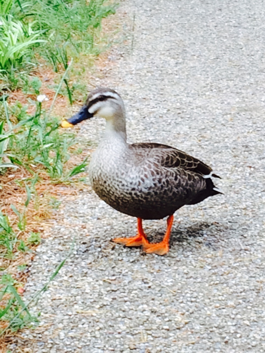 �e�l�`���b�s�[ �c�i����