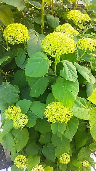 �e�l�`���b�s�[ �c�i����