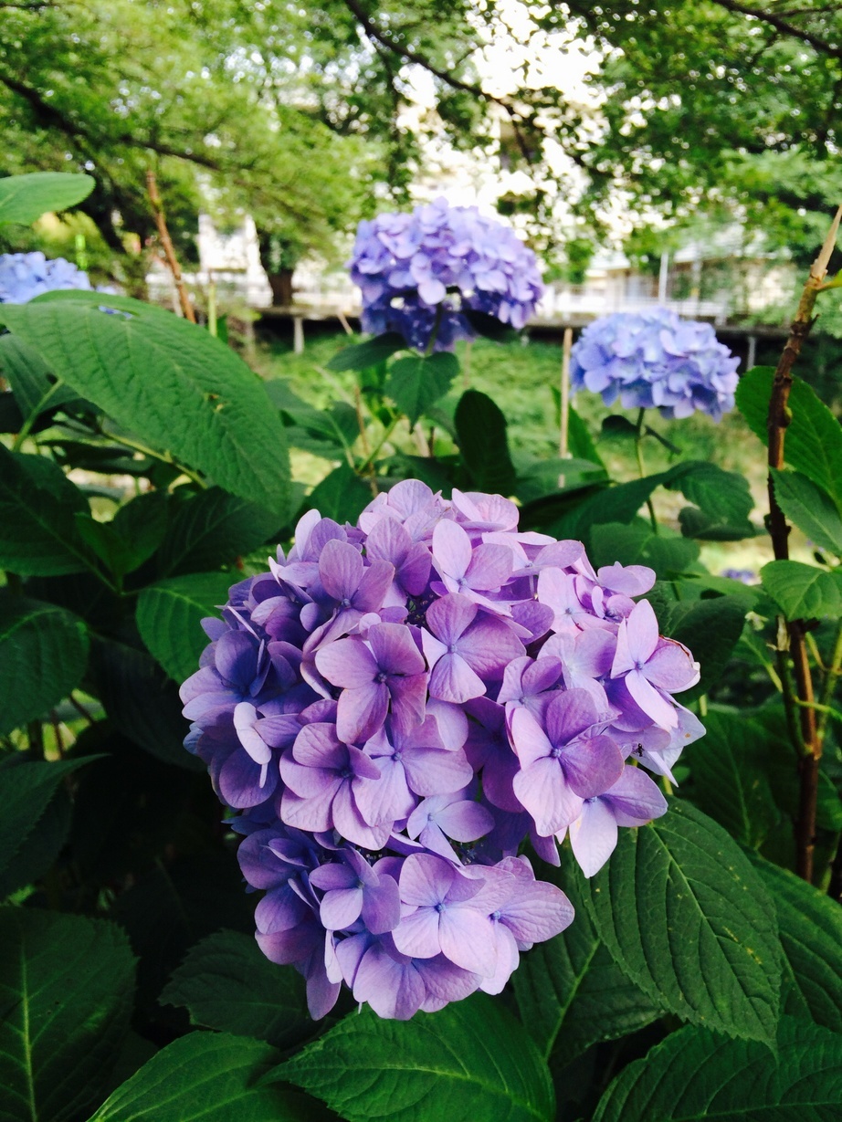 �e�l�`���b�s�[ �c�i����