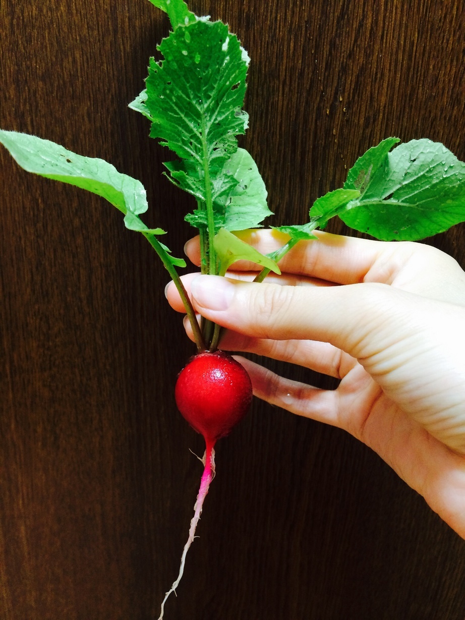 �e�l�`���b�s�[ �c�i����