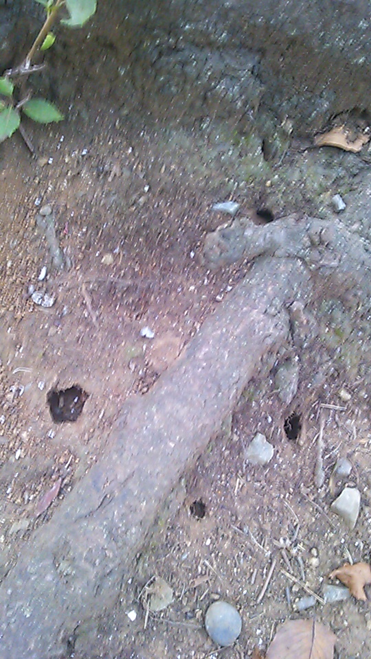 �e�l�`���b�s�[ �c�i����