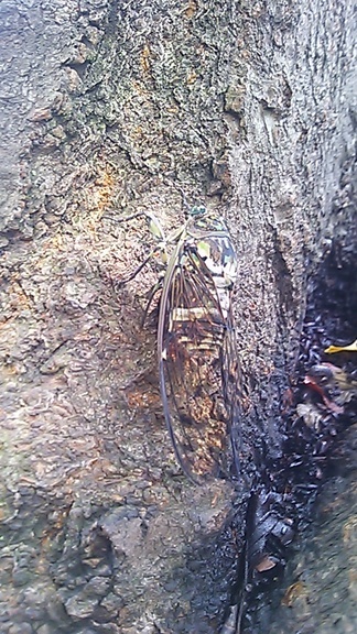 �e�l�`���b�s�[ �c�i����