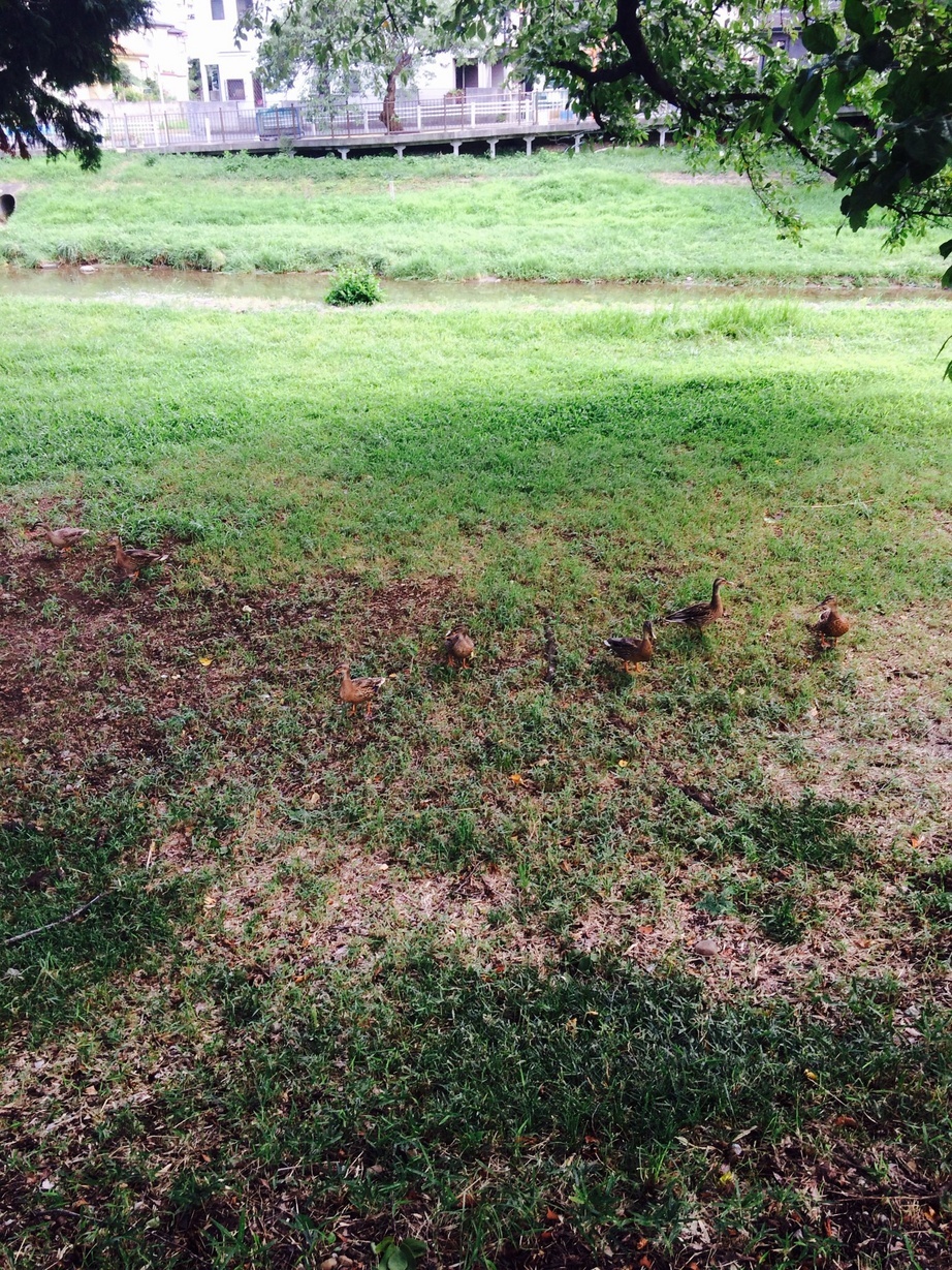 �e�l�`���b�s�[ �c�i����