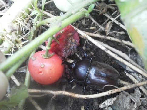 �e�l�`���b�s�[ �c�i����