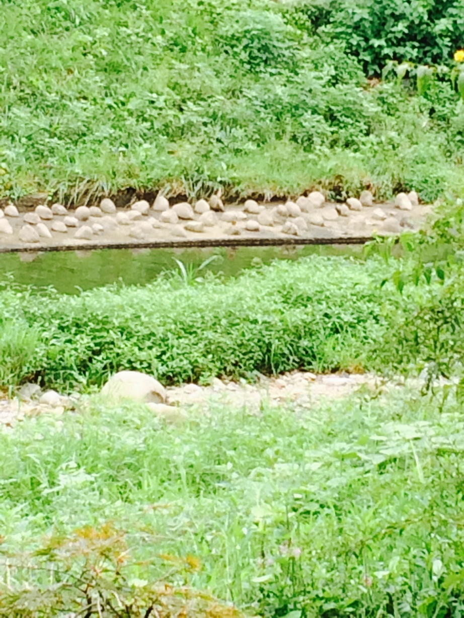 �e�l�`���b�s�[ �c�i����