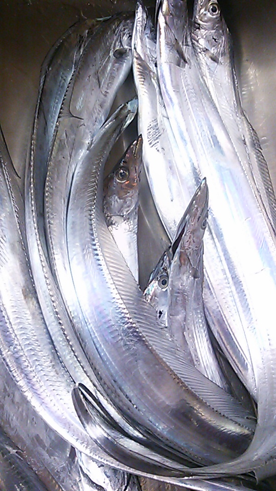 �e�l�`���b�s�[ �c�i����