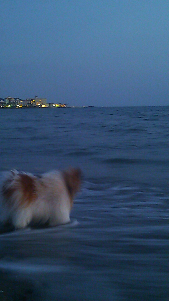 �e�l�`���b�s�[ �c�i����