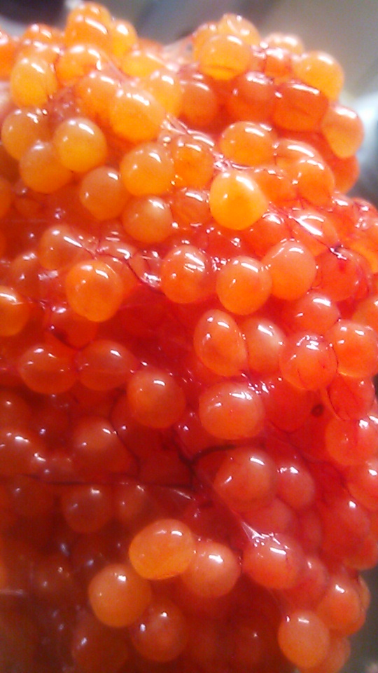 �e�l�`���b�s�[ �c�i����