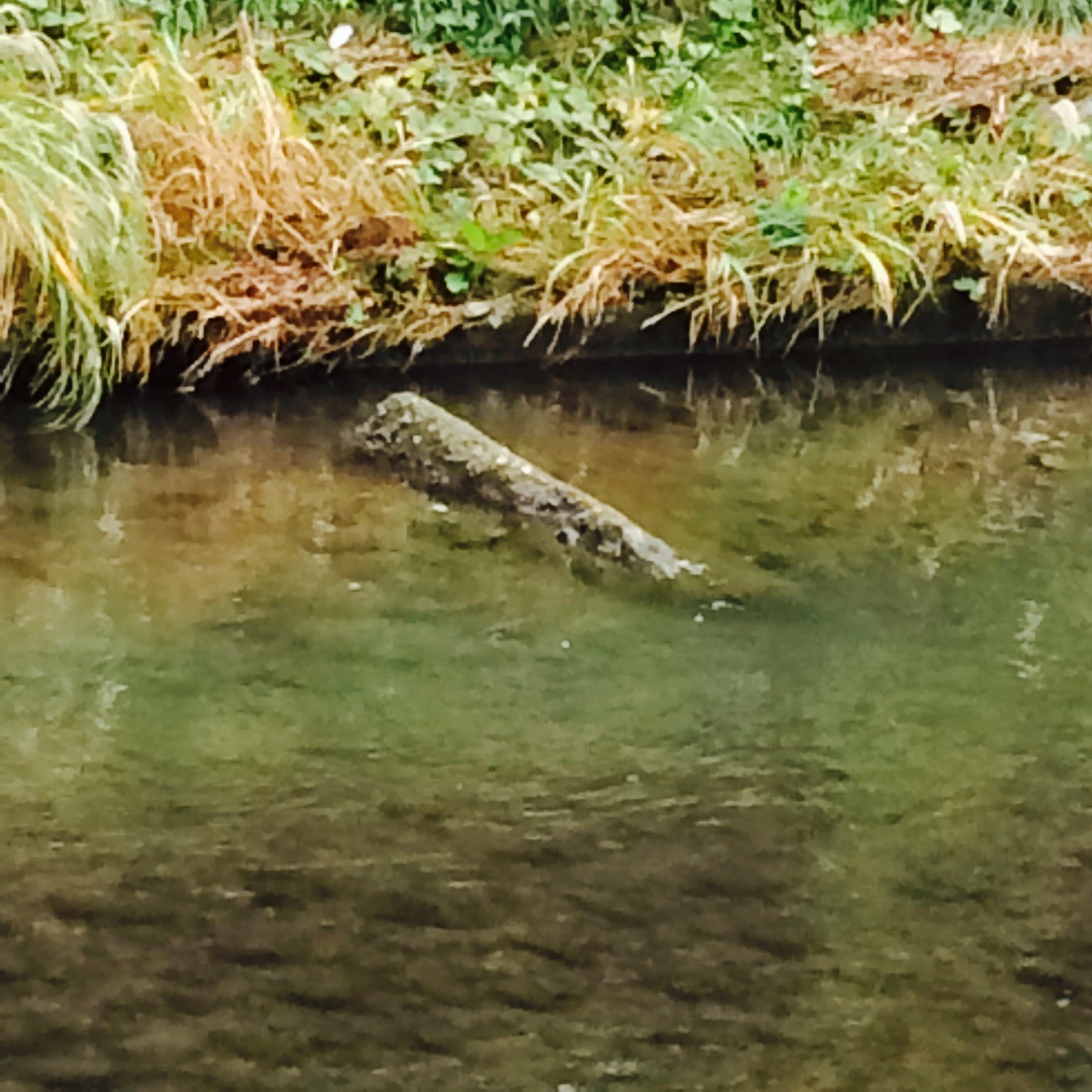 �e�l�`���b�s�[ �c�i����