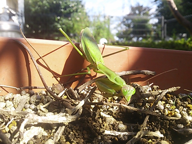 �e�l�`���b�s�[ �c�i����