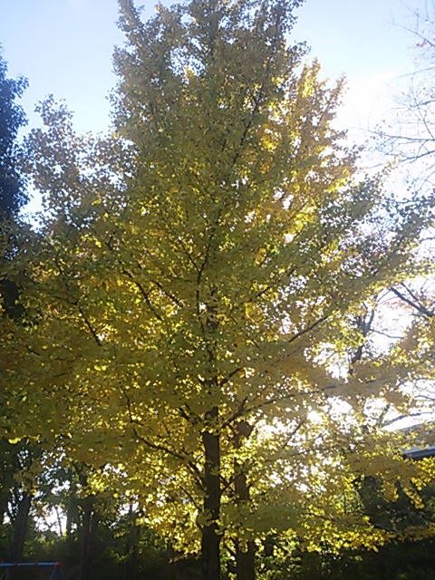 �e�l�`���b�s�[ �c�i����