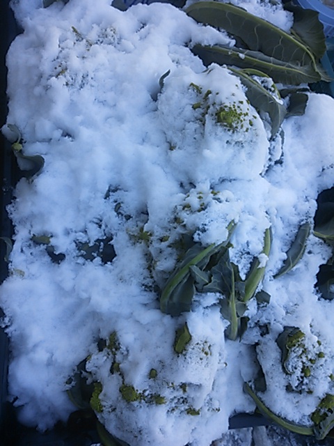 �e�l�`���b�s�[ �c�i����