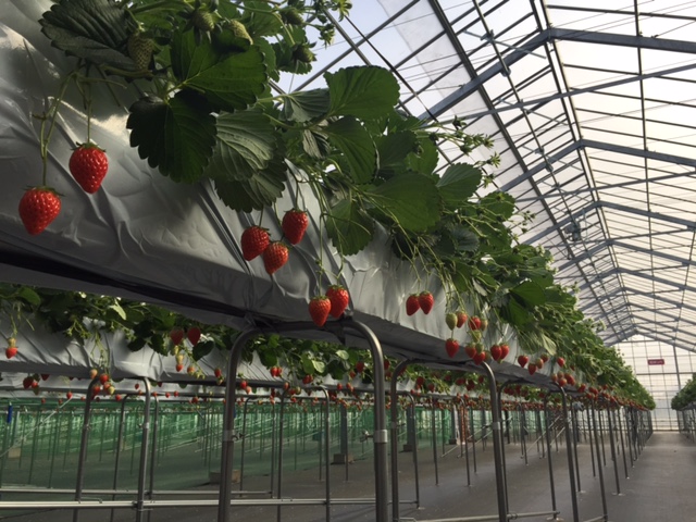 �e�l�`���b�s�[ �c�i����