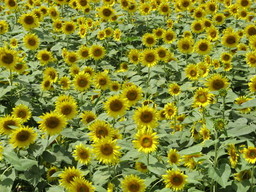 �e�l�`���b�s�[ �c�i����