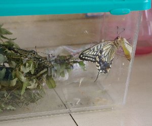 �e�l�`���b�s�[ �c�i����