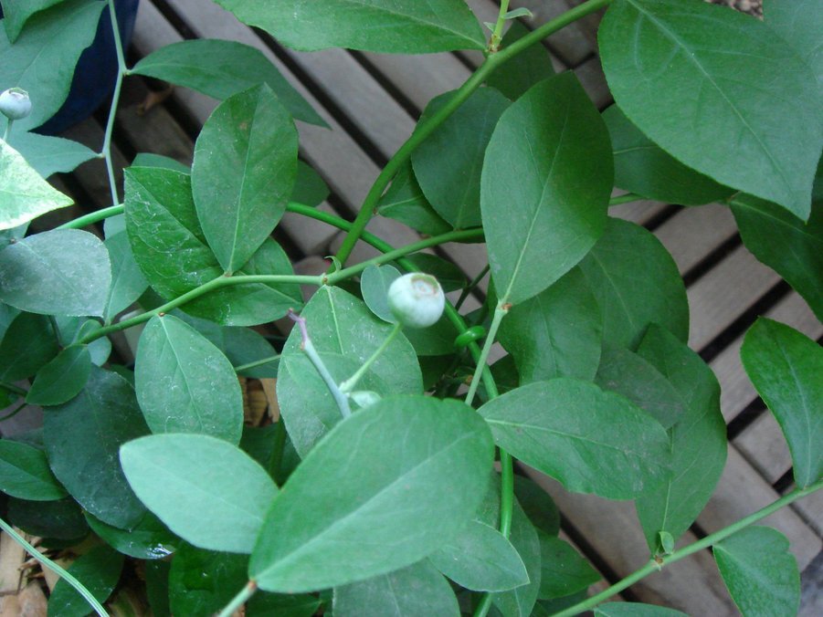 �e�l�`���b�s�[ �c�i����