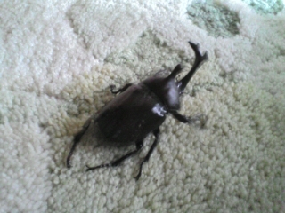 �e�l�`���b�s�[ �c�i����